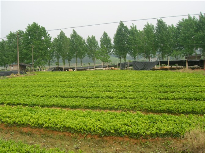 一年苗10--25CM