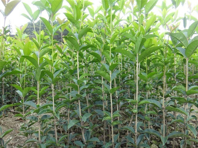 移栽苗100-120CM