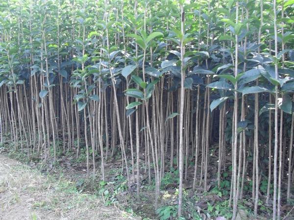 移栽苗150-200CM