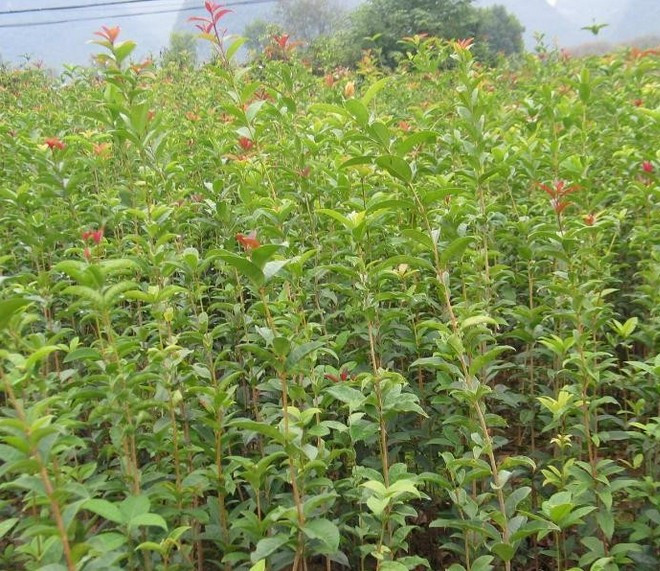 丹桂大规格苗100-120CM