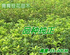 规格苗50--70CM