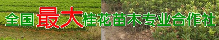 桂花苗