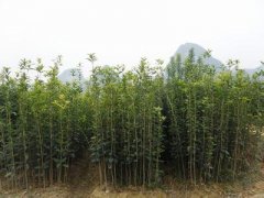 桂花苗防治启发之机具
