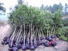 羽衣甘蓝对桂花树苗栽培启发